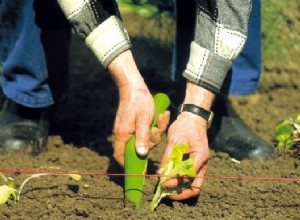 Outils pour planter, repiquer